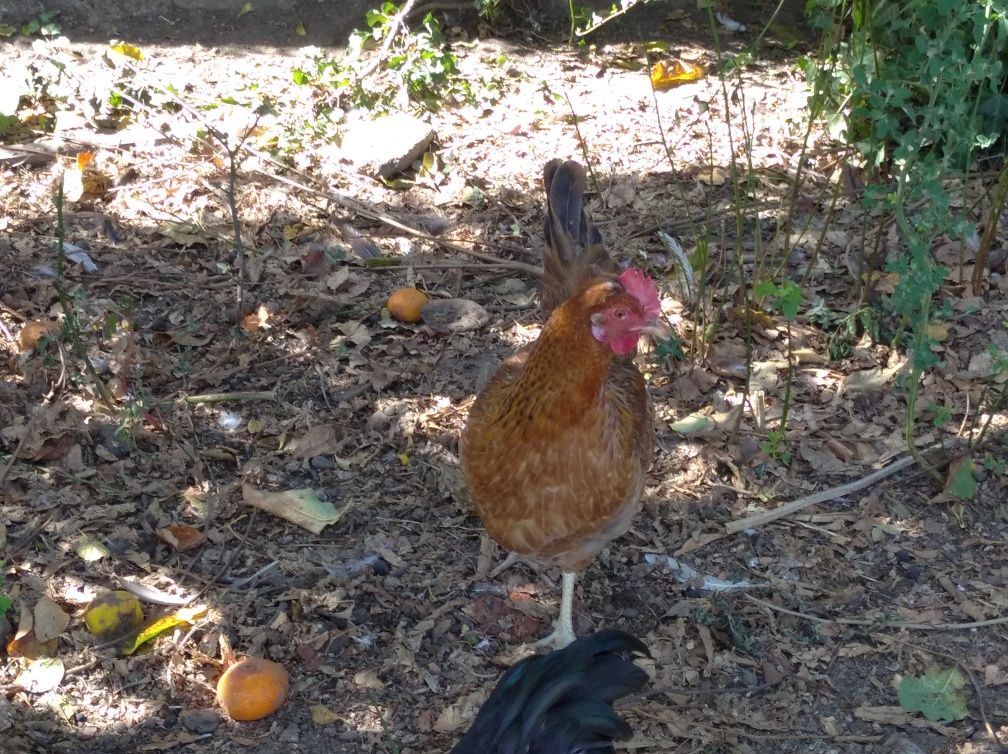 Galinhas de ovos azuis e verdes