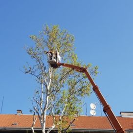 Wycinka i podcinka drzew - Sosnowiec