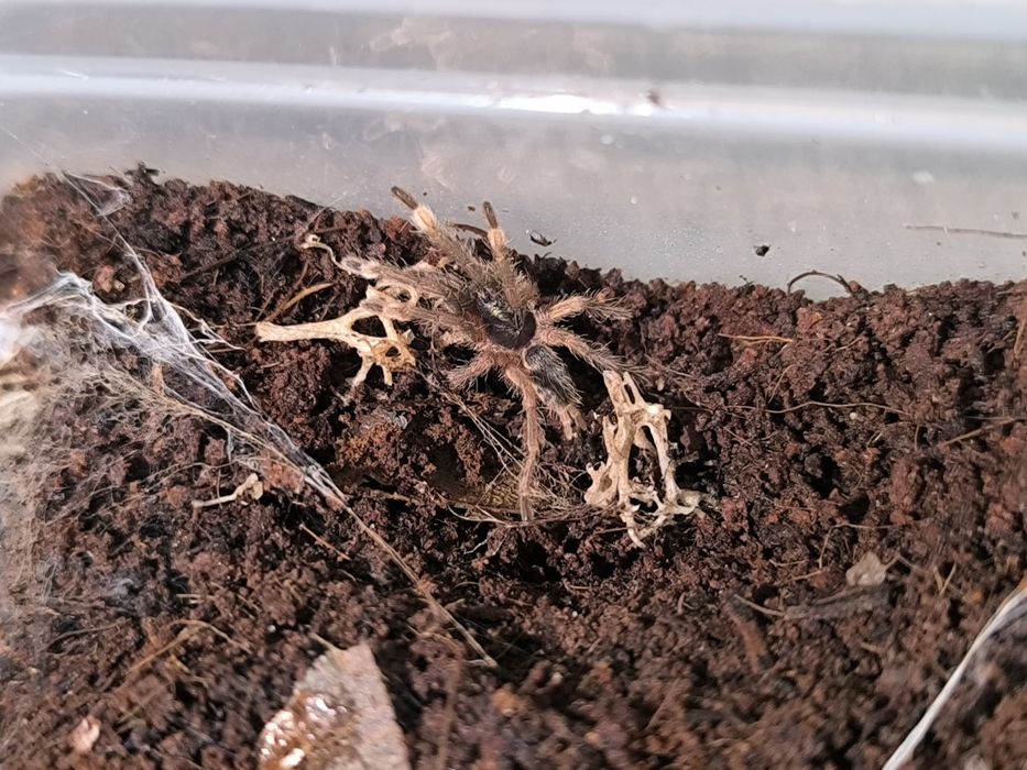 Pajęczaki pająki ptasz*iki