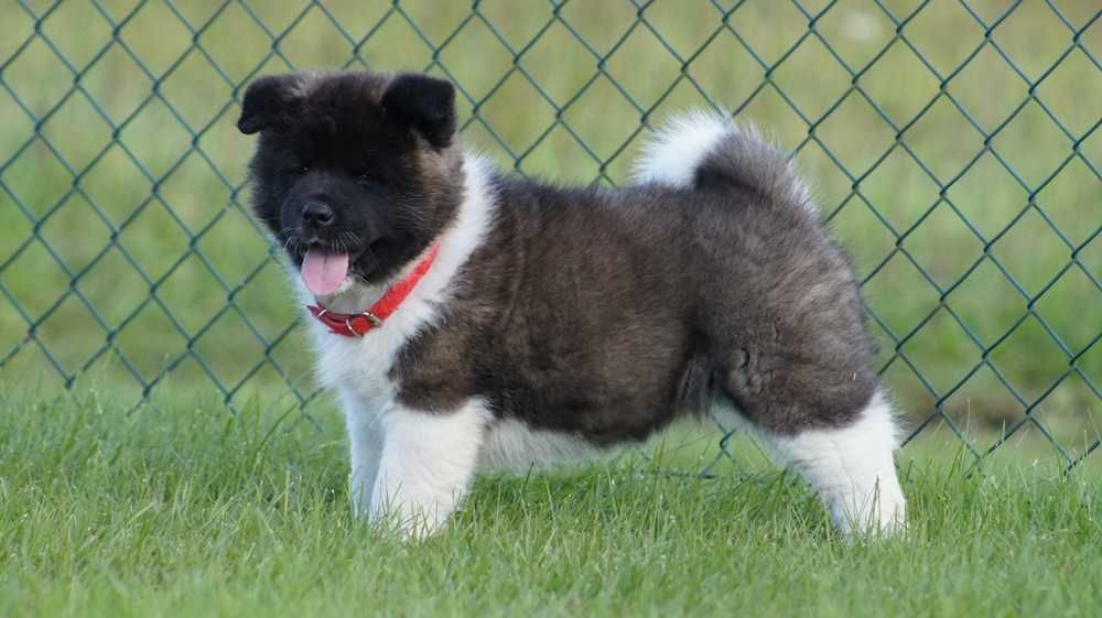 Akita Amerykanska FCI
