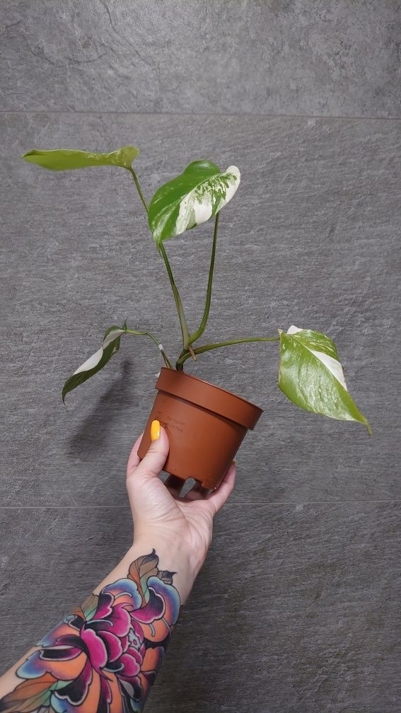 Monstera borsigiana variegata ( nie deliciosa)