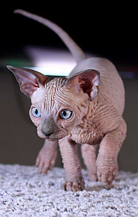 Шкурастый мальчик. Топ эксклюзив, высшего качества.