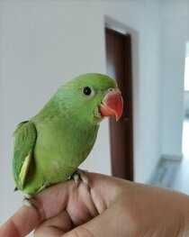Ожереловый попугай птенец выкормыш