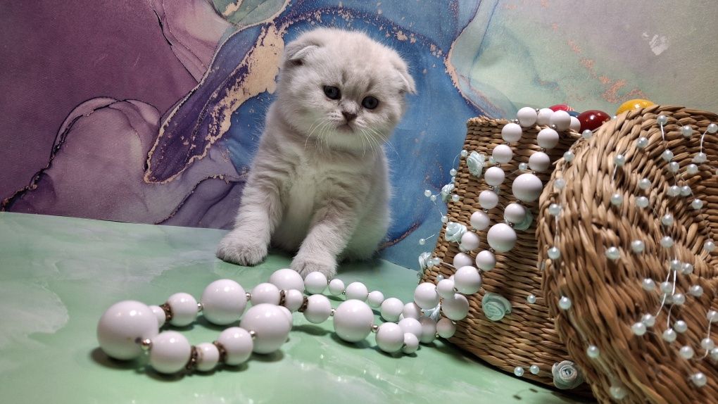 Короткошёрстные котята с голубыми глазками