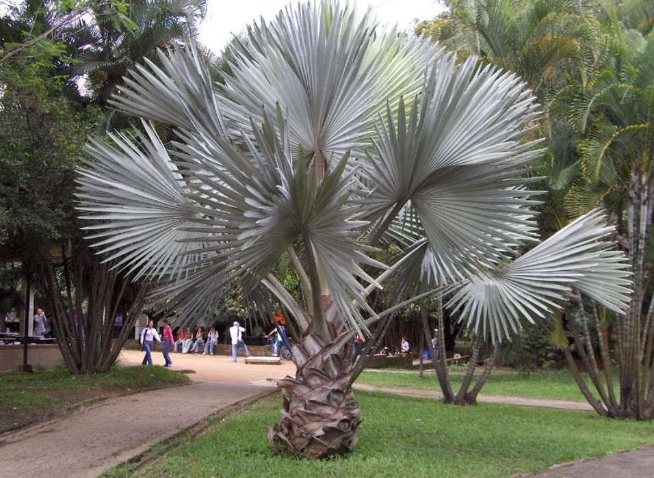 Estonteante palmeira azul, Bismarckia nobilis