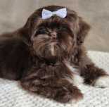 Czekoladowy piesek Shih-Tzu komplet szczepień