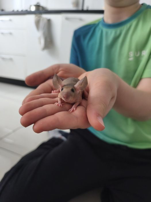 Mysz , myszka rasowa, myszy, myszki rasowe bezwłose, krótkowłose