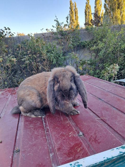 Кролі рш, фб, нсв