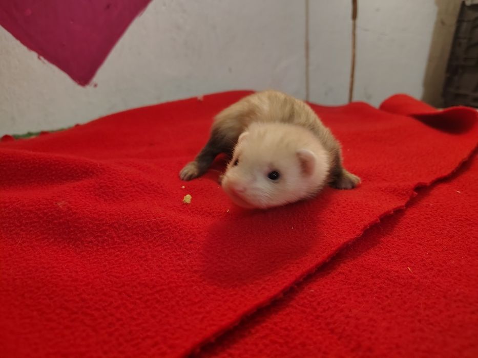 Fretki pół angora  rezerwacje