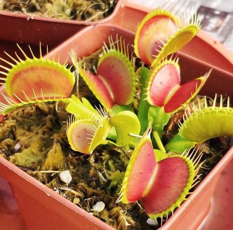 Sementes Planta Carnivora Dionea