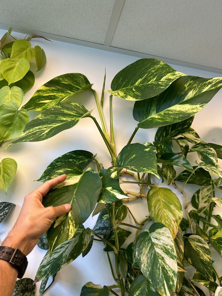 Epipremnum marble queen variegata nawet 25 cm liść