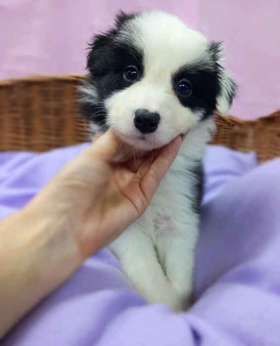 Border Collie suczka czarno biała