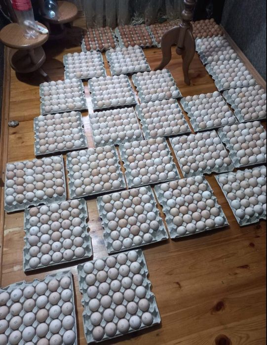 Яйце інкубаційне Мастер Грей