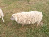 Owca owce jagniaki