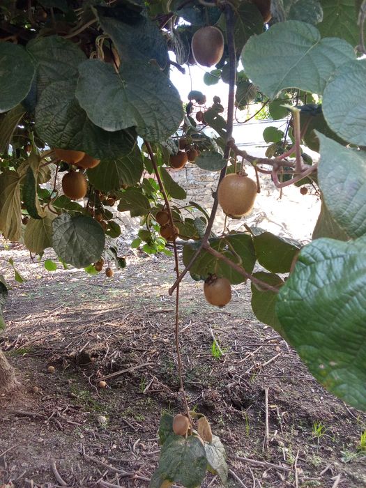 Vendo Kwis com 50 a 60 g