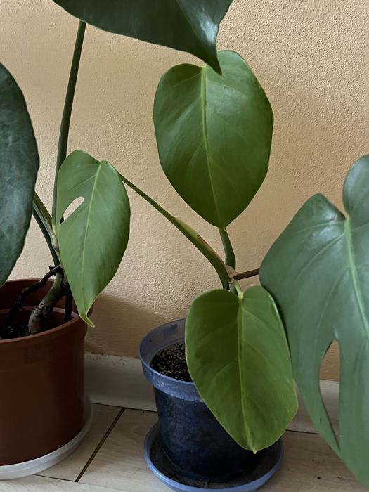 Монстера строманта триколор монстера альба