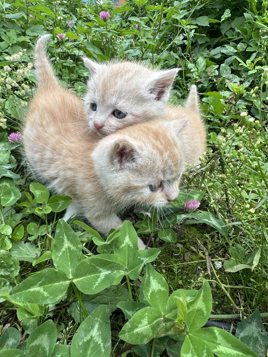 Котики хлопчики безкоштовно