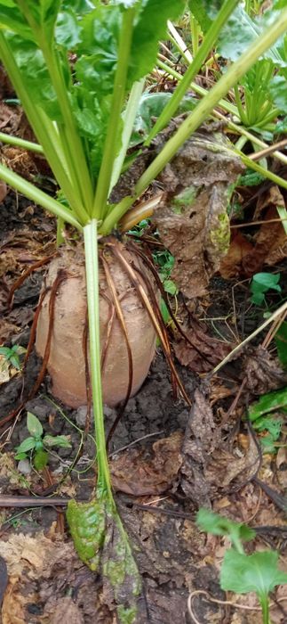 Буряк кормовий Бригадир.