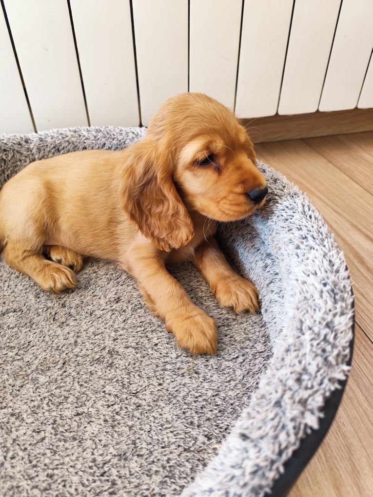 Suczka Cocker spaniel