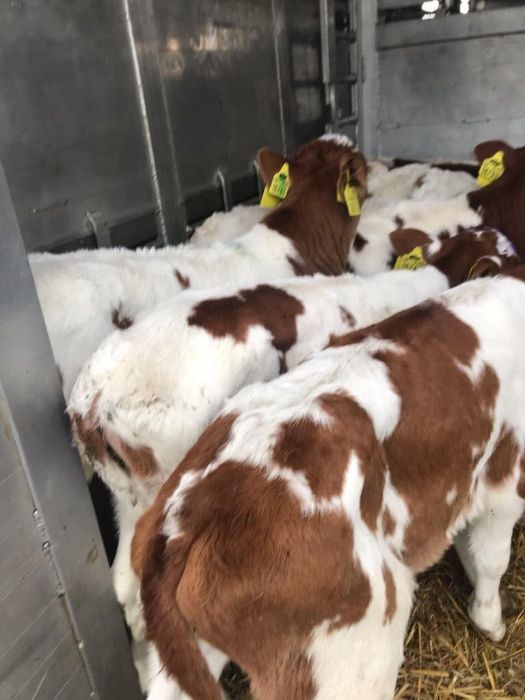 Byczki cielęta cielaki cieliczki, transport gratis NOWA DOSTAWA