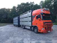 DAF 105.460 xf  Zestaw do przewozu zwierząt żywca bydła Pezzaioli finkl menke irma