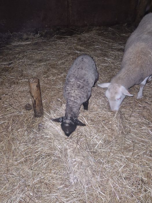 Borrega cruzada de suffolk