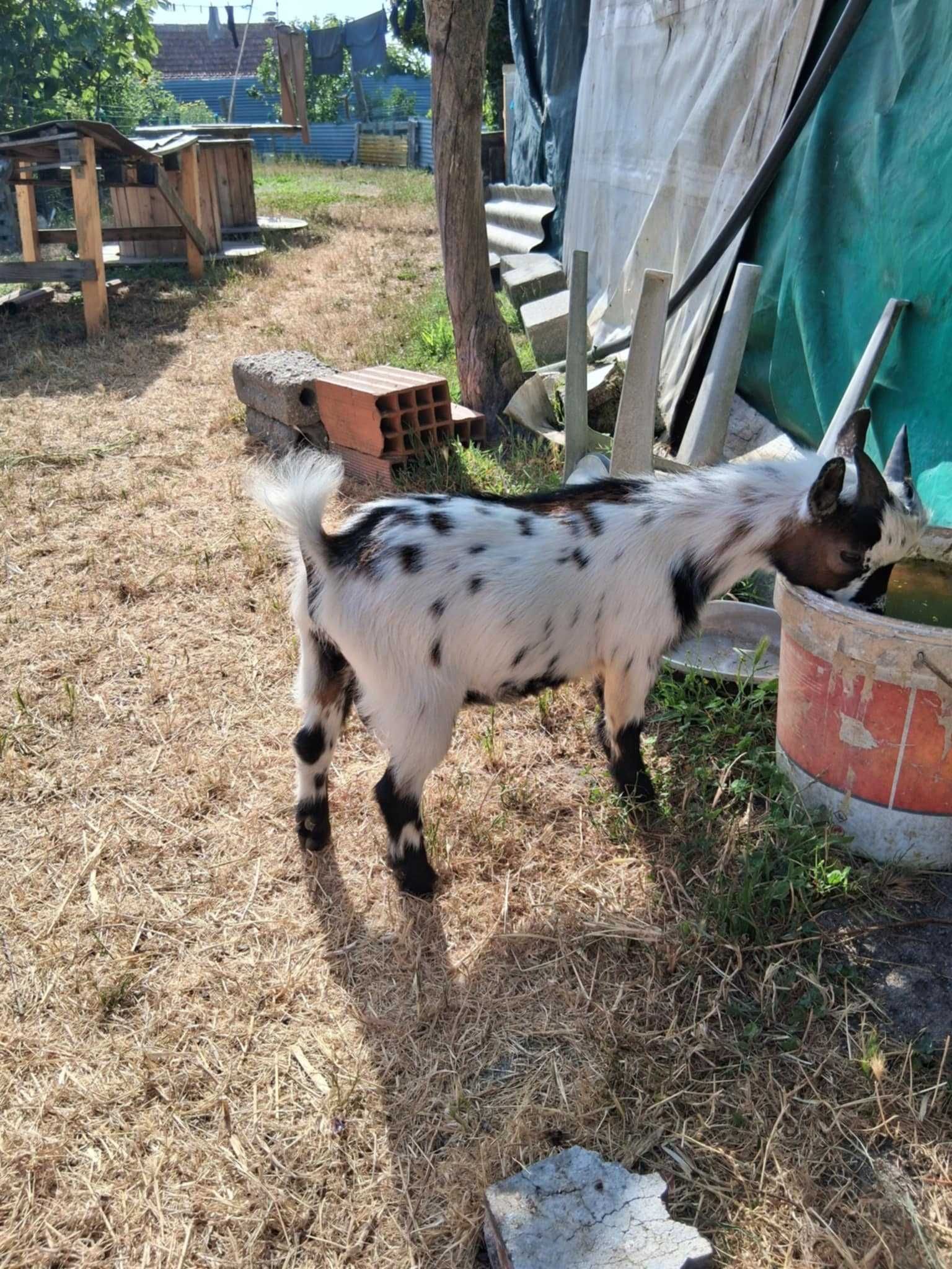 Cabras anãs domesticadas criadas a biberão