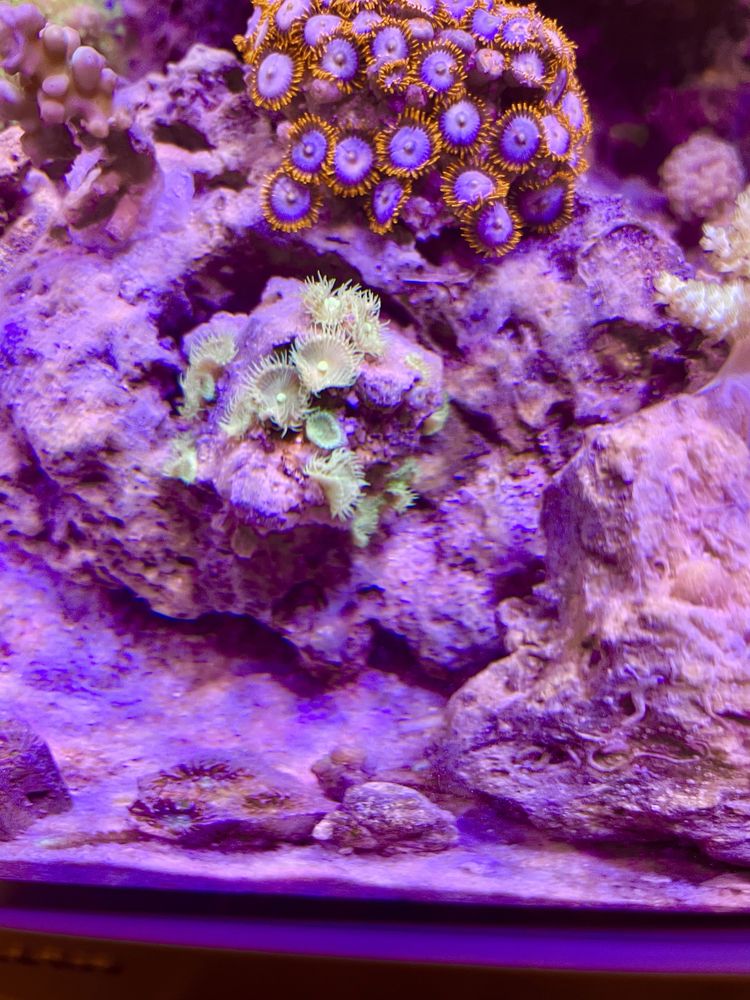 Zoanthusy zoa koralowiec morskie