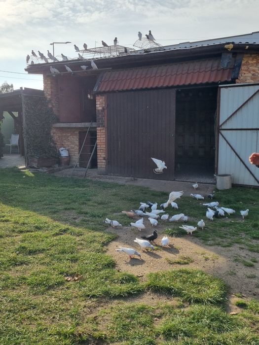 GOŁEBIE DO sprzedania