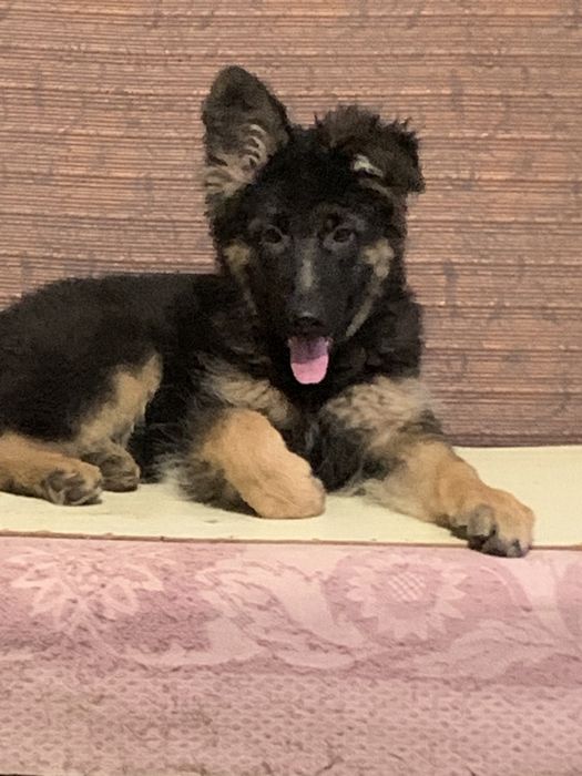 Продаются щенки  Немецкой Овчарки