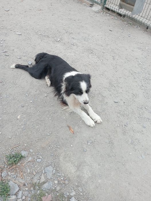 Border collie macho