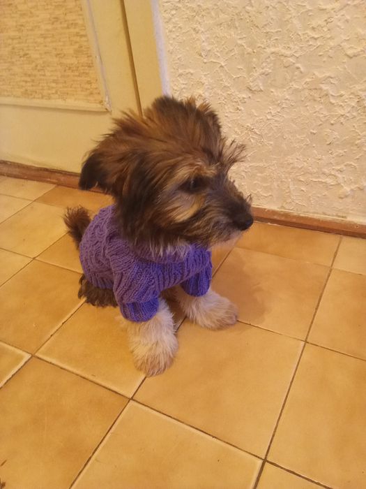 Тёплый свитер для маленьких собачек, щенков.