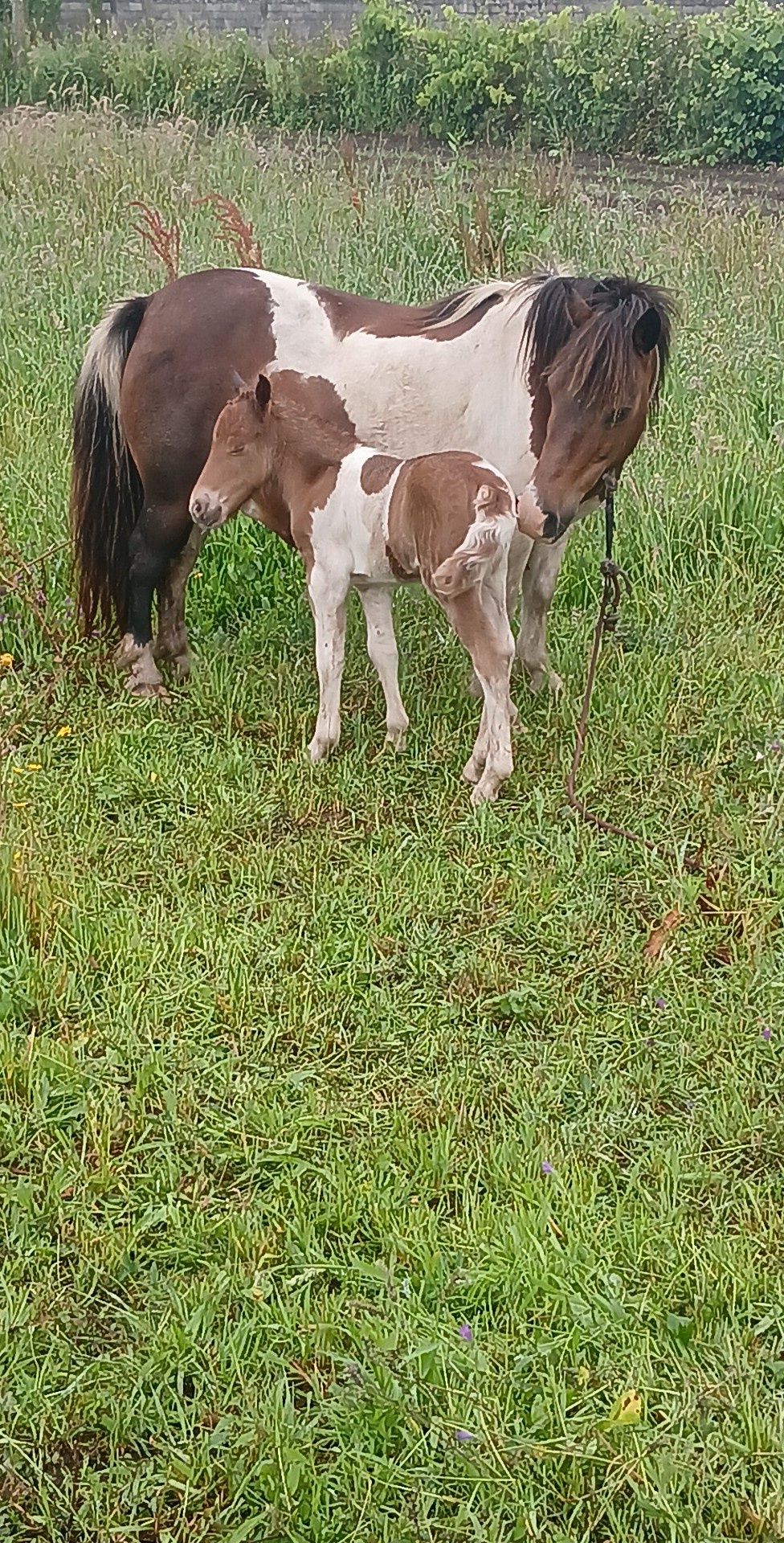 Vendo ponei femia com filho