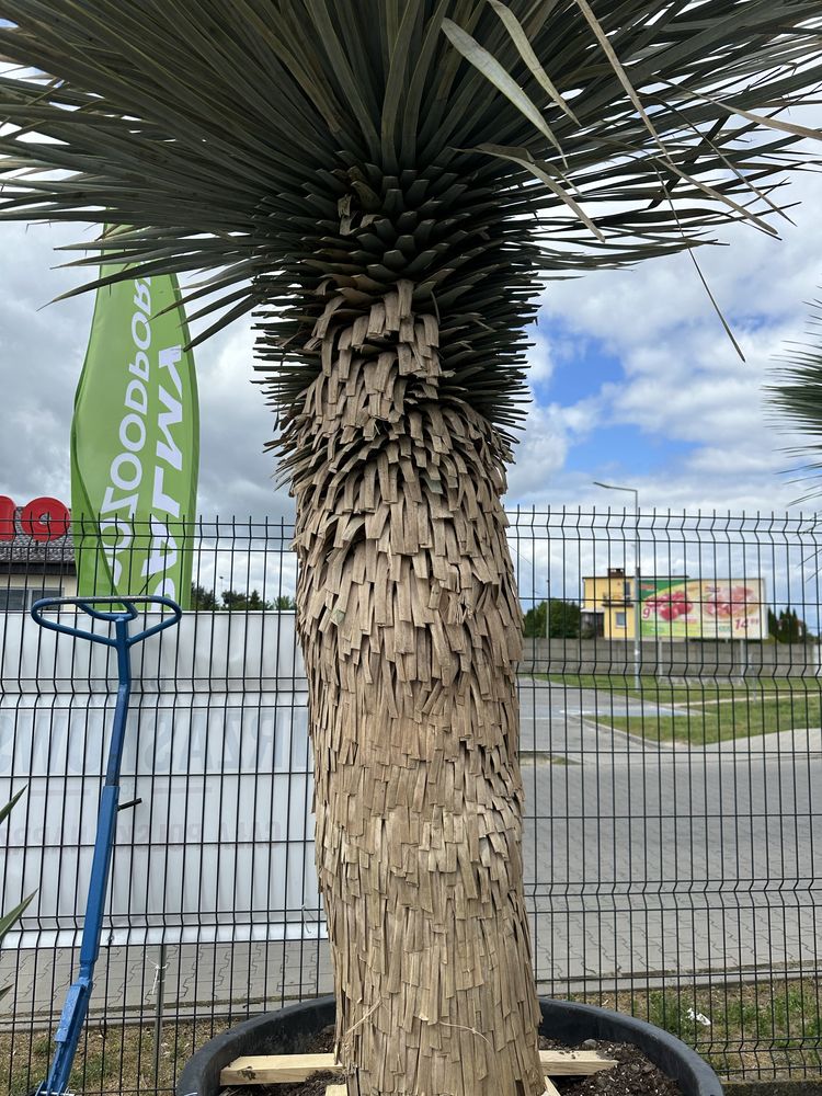 Juka Roztrata Yucca Roztrata Mega Gruby pień