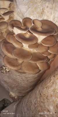 Продам грибы вешенка свежие и консервированные