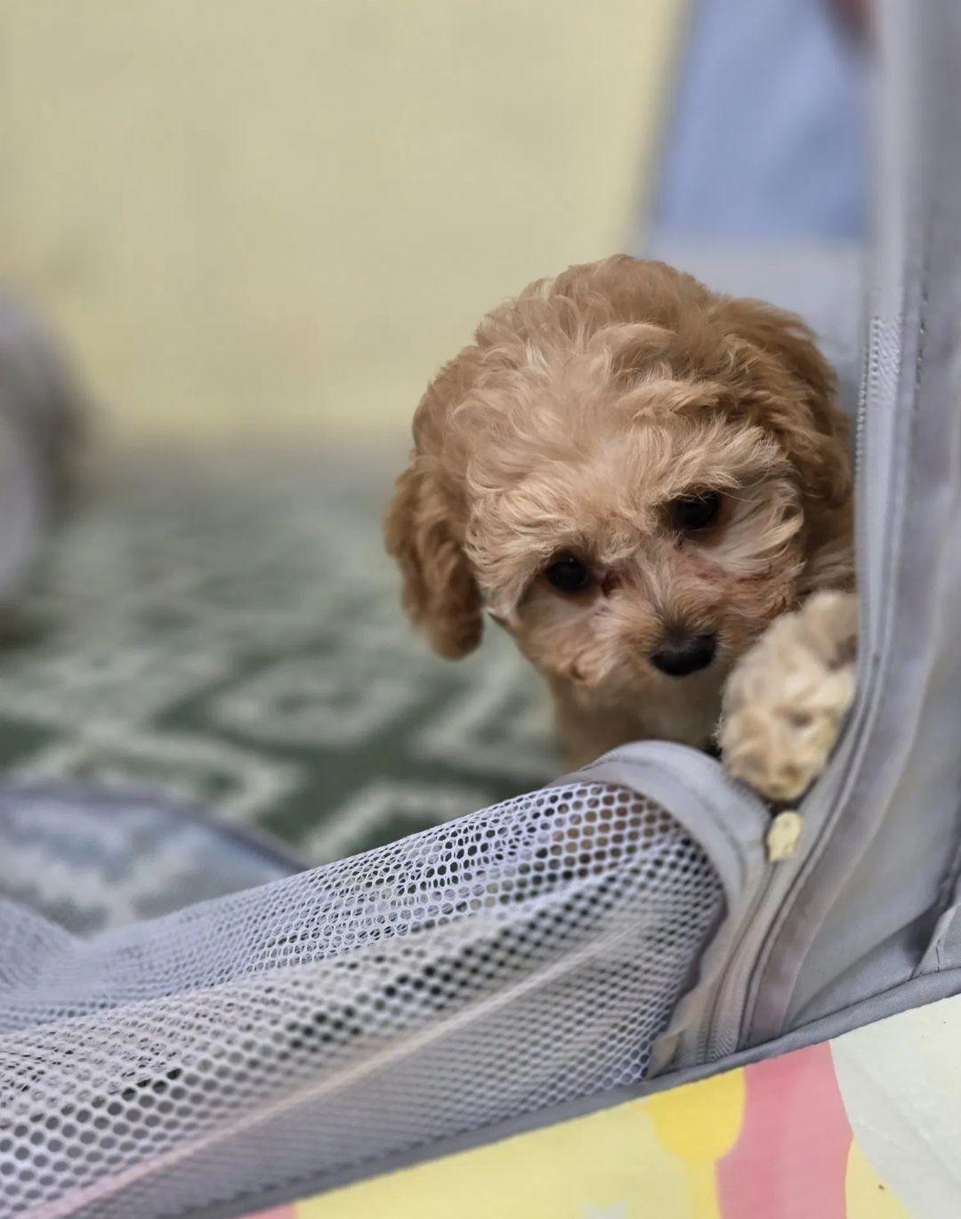 Maltipoo disponível