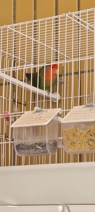 Vendo agapornis de 2025