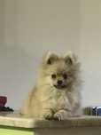 Piesek Szpic Miniaturowy Pomeranian