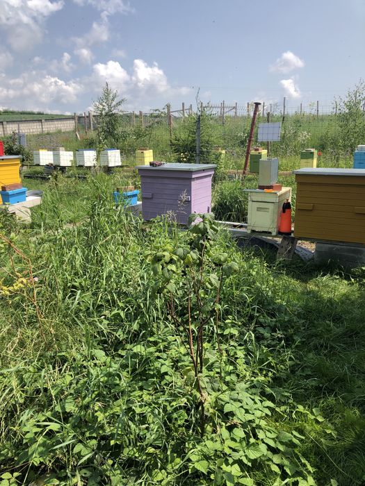 Pszczoly odklady rodziny przezimowane pszczele ramka wielkopolska