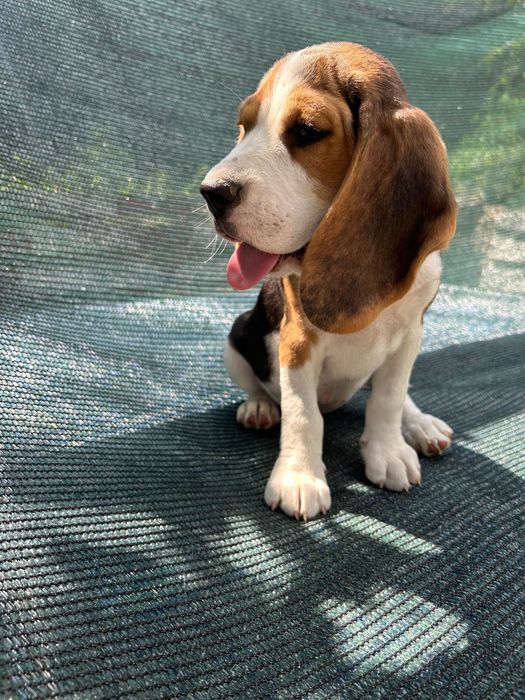 Щенята бігля готові стати частиною вашої сім’ї.