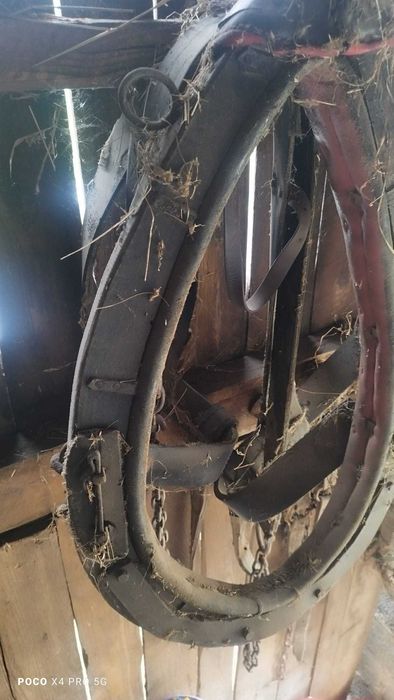 Podkowy, Homonto sprzedam