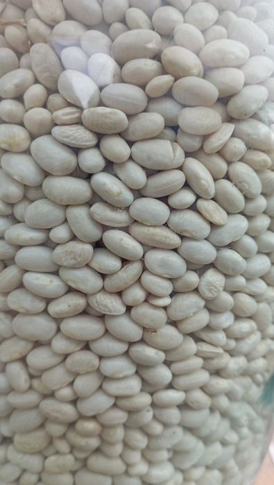 Домашня квасоля.Біла, дрібна.Без хімікатів.