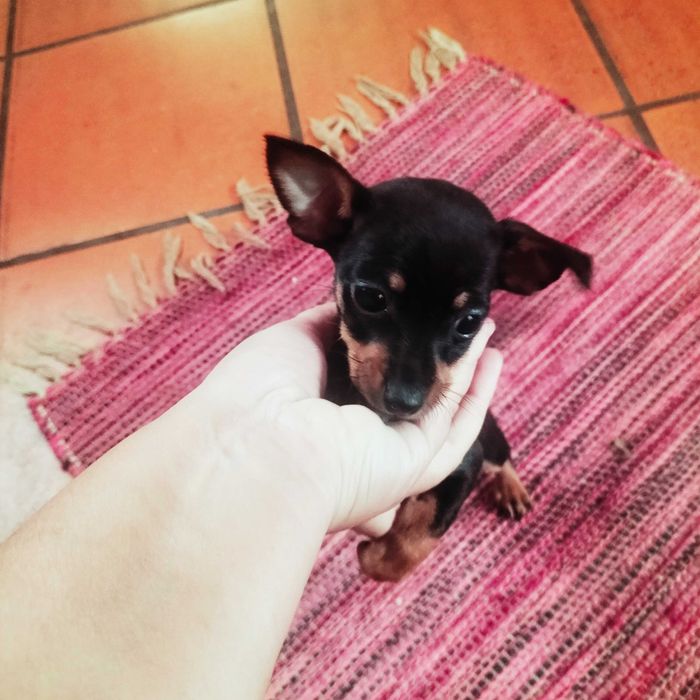 Pinscher fêmea 2 meses