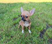 *** Mini Laleczka Chihuahua *** Gotowa do odbioru ***