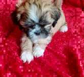 Lhasa apso kuzyn shih tzu