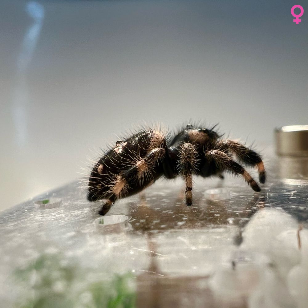 Skakun królewski Phidippus regius