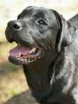 Czarna suczka Labrador Retriever