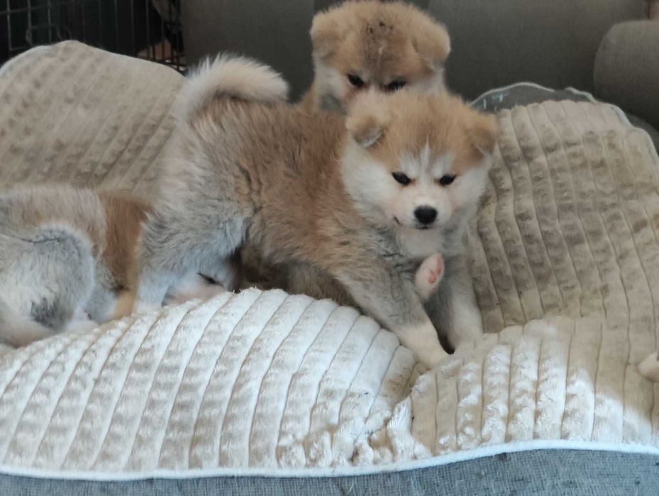 Akita japońska czerwona dziewczynka ZKwP / FCI