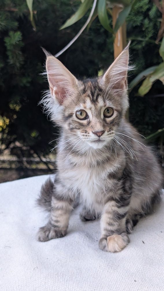 Szylkretka ZOE kotka Maine Coon. Zapraszamy