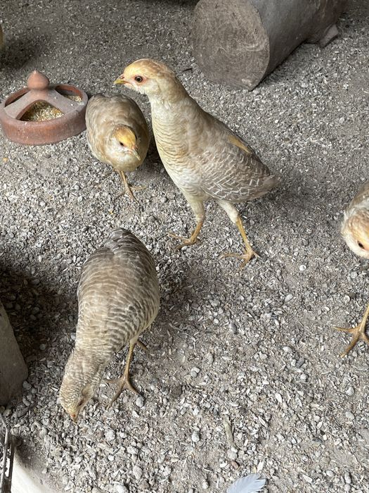 Faisoes gigi so em casais k